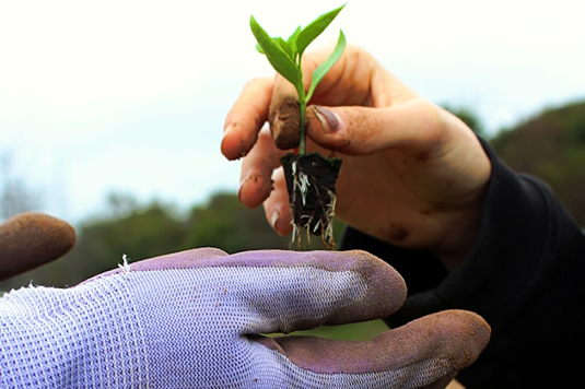 PLANTAS DE CULTIVO