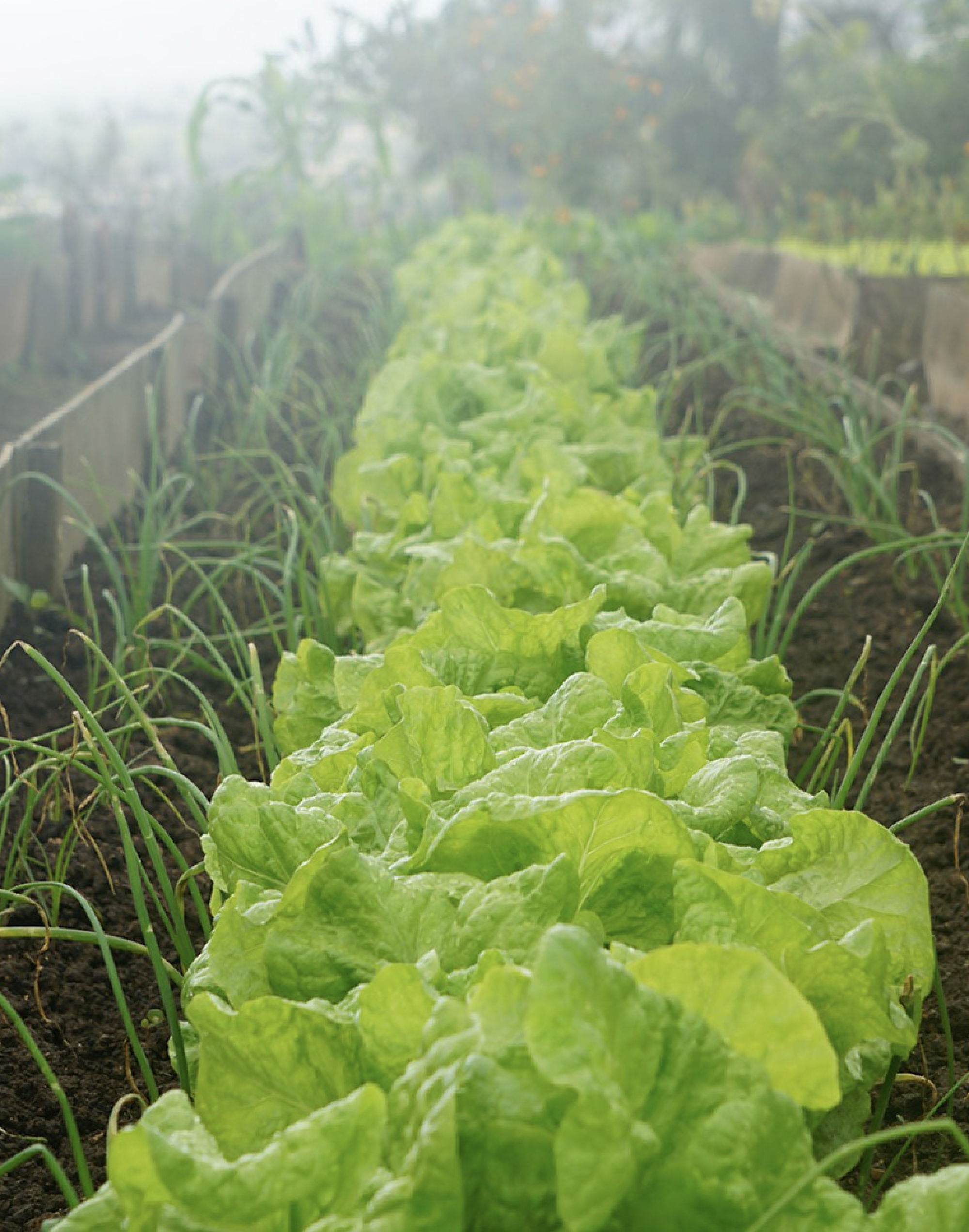 Productos del campo fomento km0