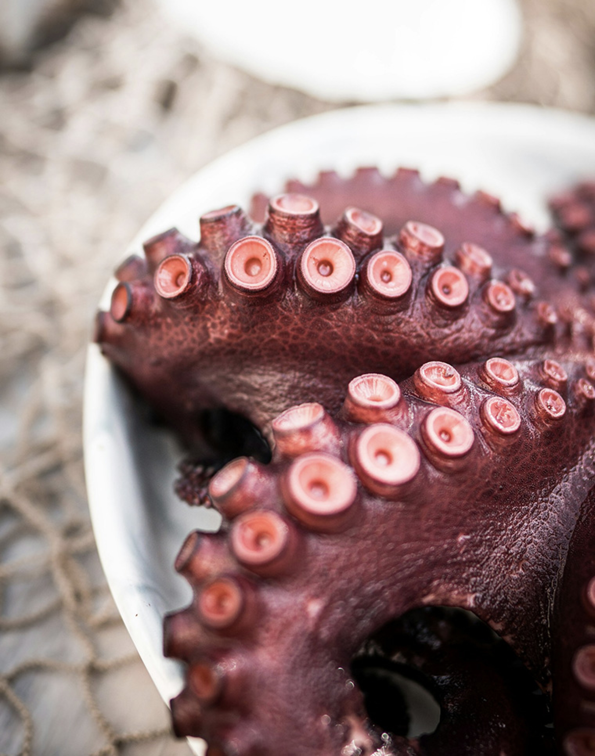 Pulpo