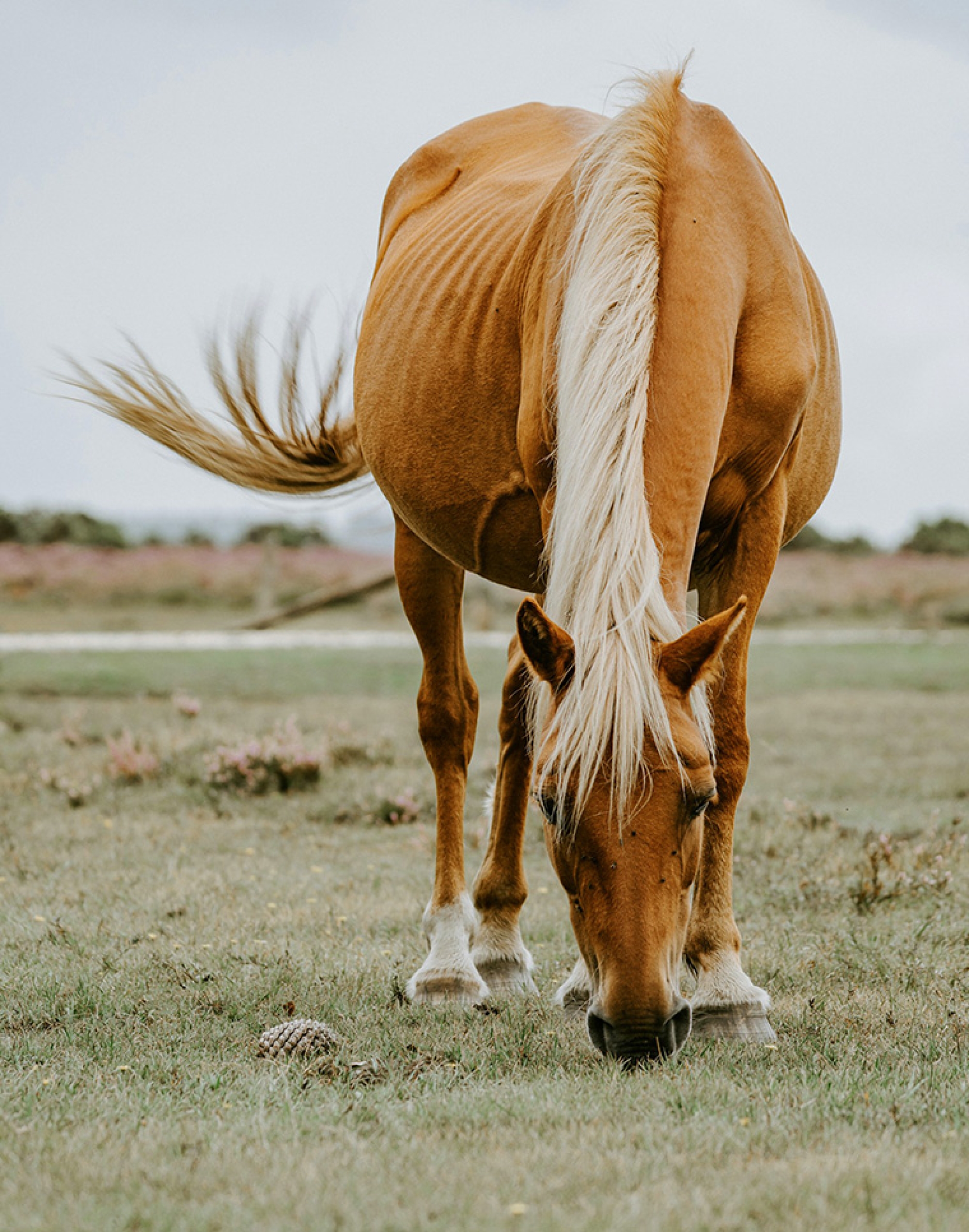 Piensos y cereales para la alimentación de caballos