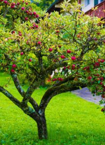 Comprar árboles frutales en galicia