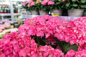 Comprar Plantas Ornamentales en galicia