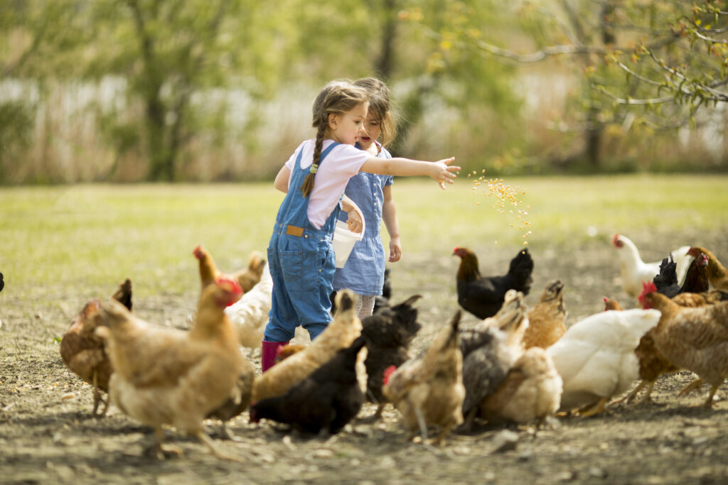 Two,Little,Girl,Feeding,Chickens Criar gallinas