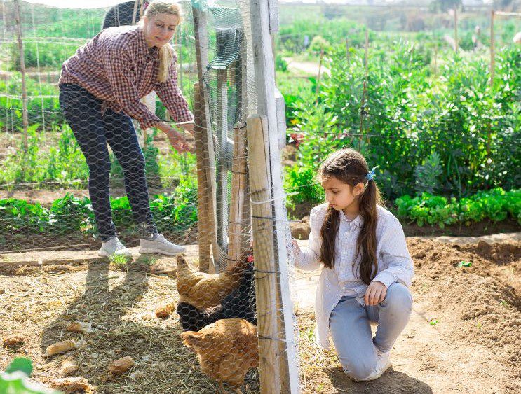 Compra animales vivos en lugo