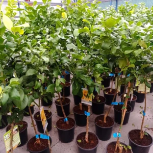 Árboles cítricos especiales