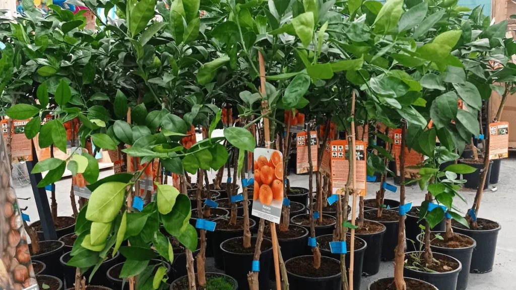 Árboles frutales comprar