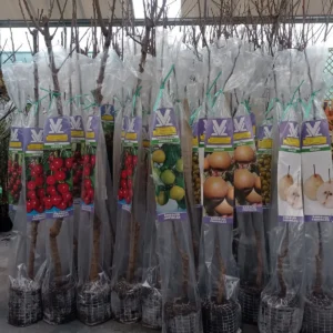 Árboles frutales galicia
