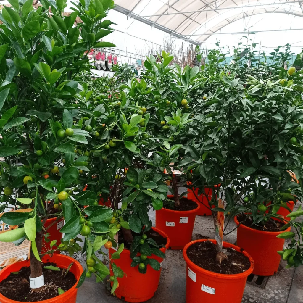 Cítricos enanos Arboles frutales Galicia