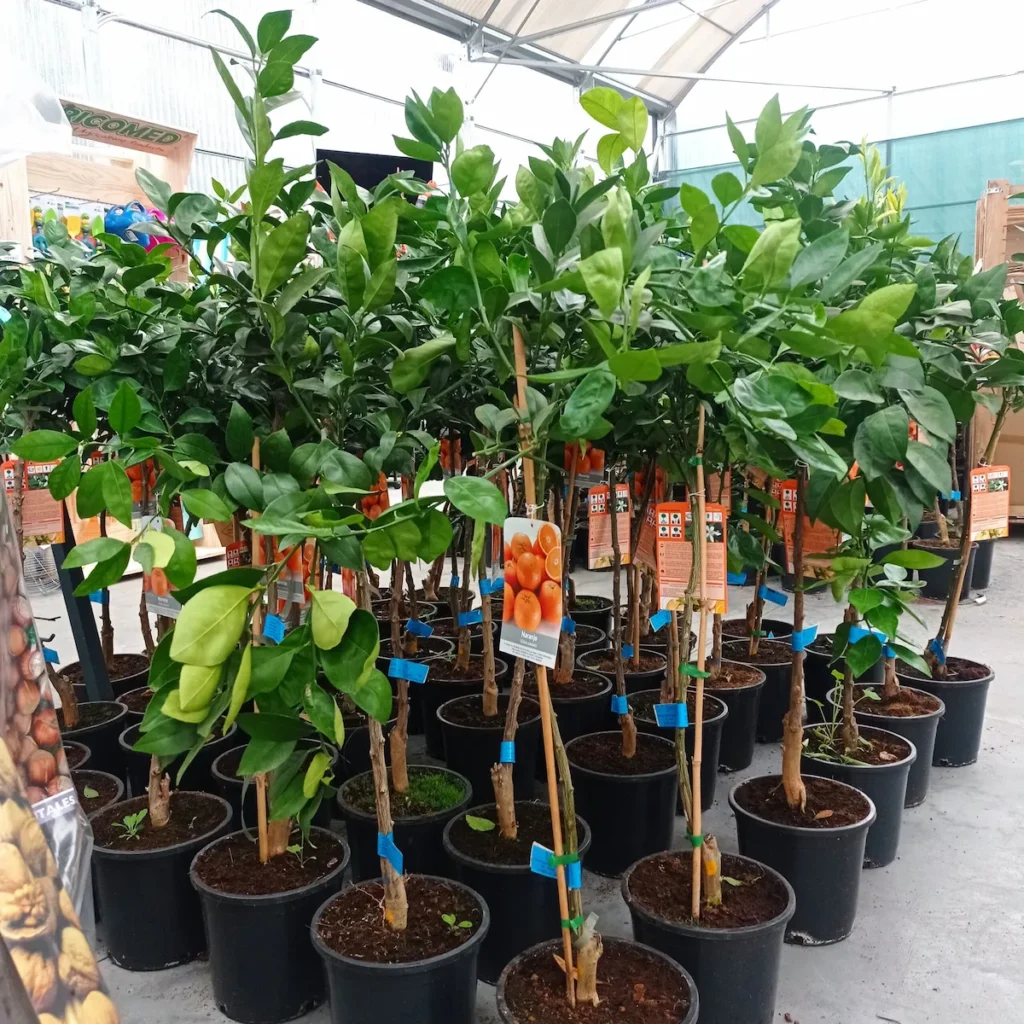 Venta frutales naranajos limoneros Arboles frutales pequeños