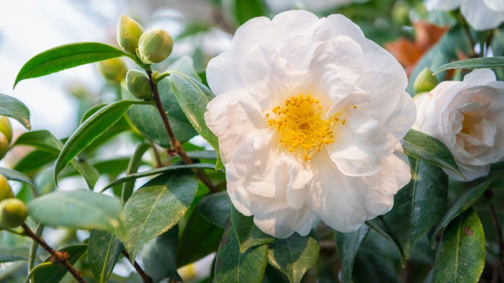 Plantación de Camelias