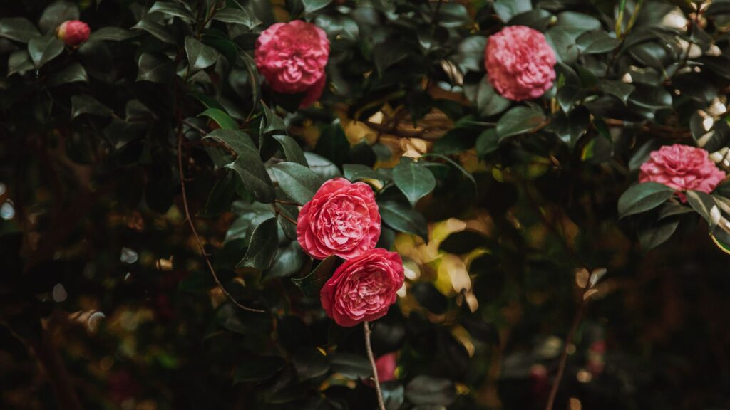 Cuidados de las camelias