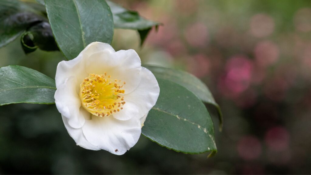 Beneficios del cultivo de las camelias