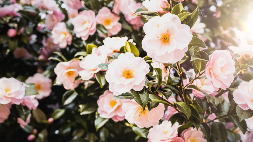 Variedades de Camelias