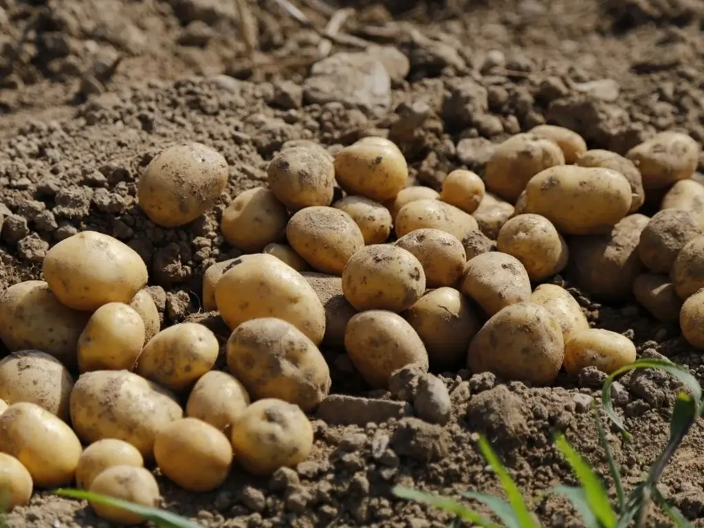 Cultivar patatas Proveedor de patata de siembra en Lugo