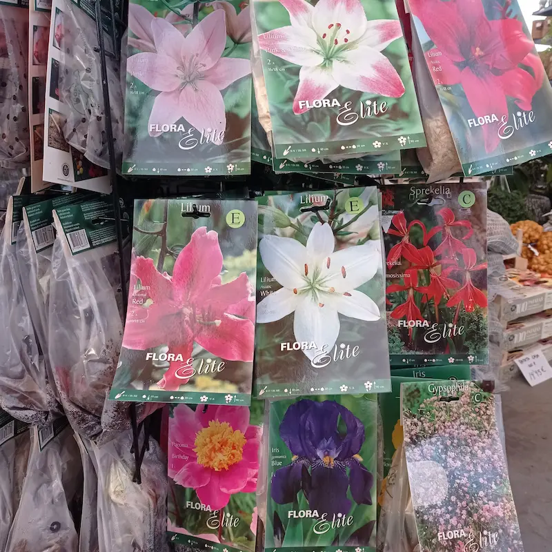 Bulbos Cannas