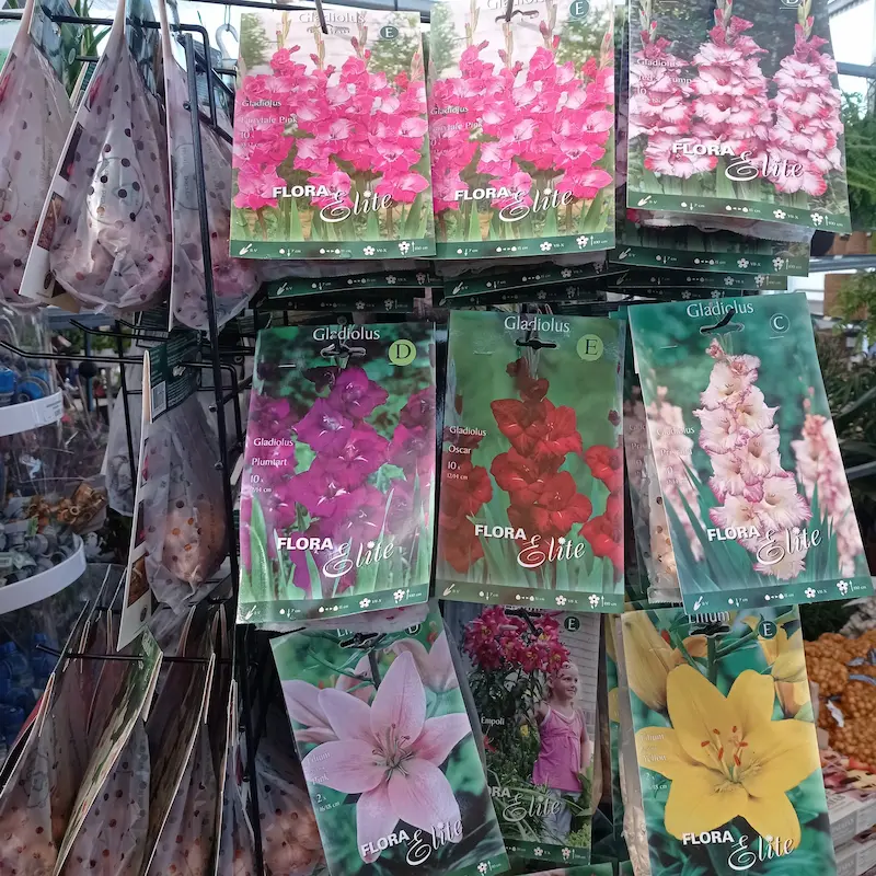 Bulbos Lilium