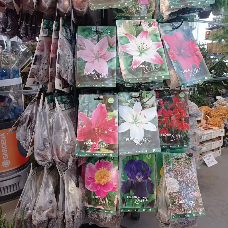 Bulbos de flores en Galicia
