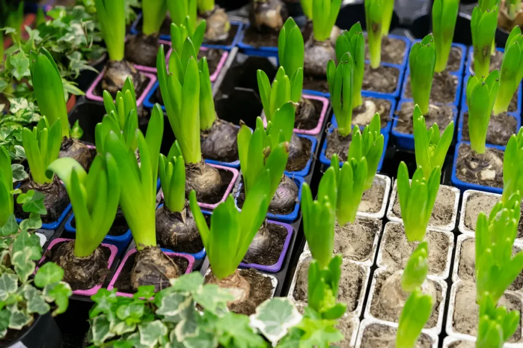 Falcón_Plantar bulbos de flor Comprar bulbos Lugo