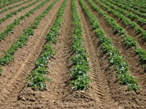 Temporada patatas de siembra