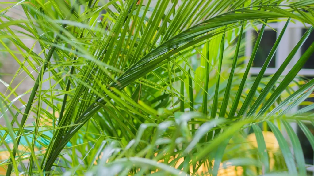 areca