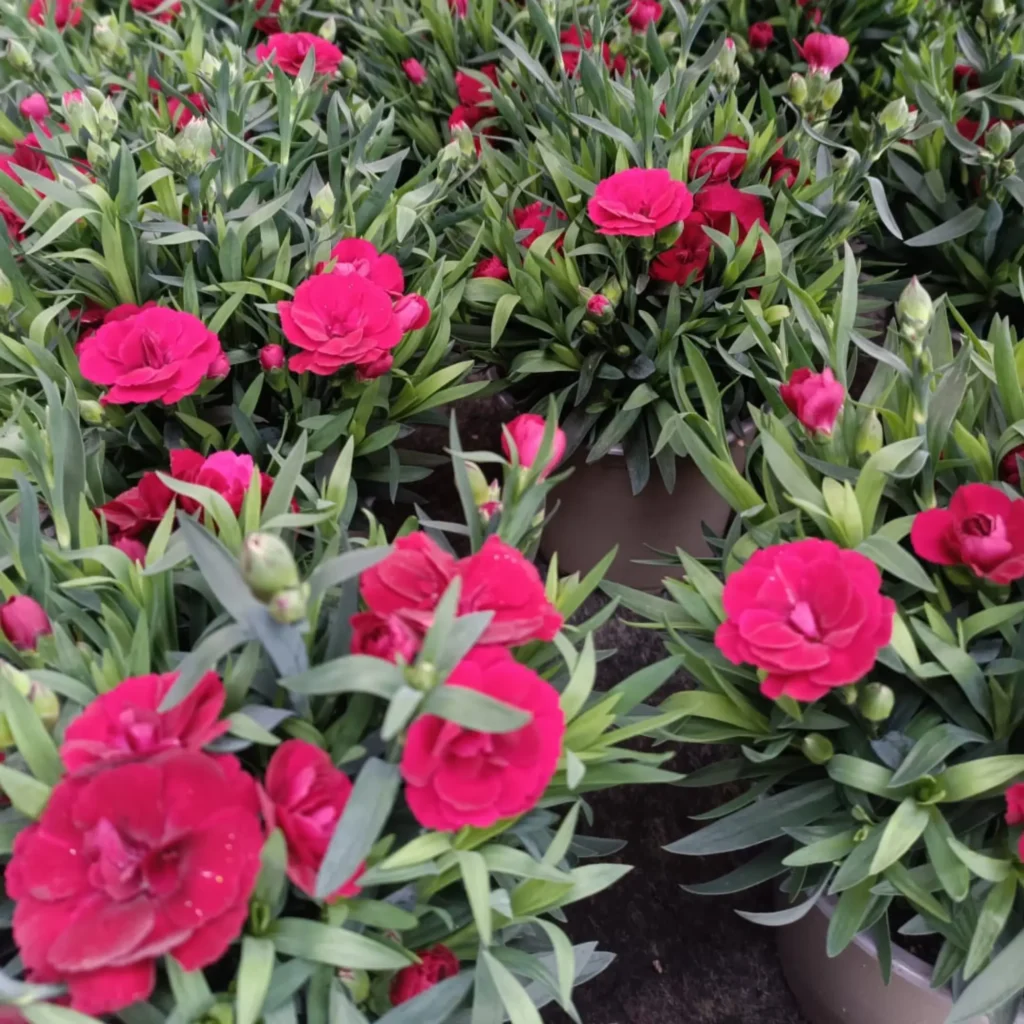 clavel-falcon Clavel rojo