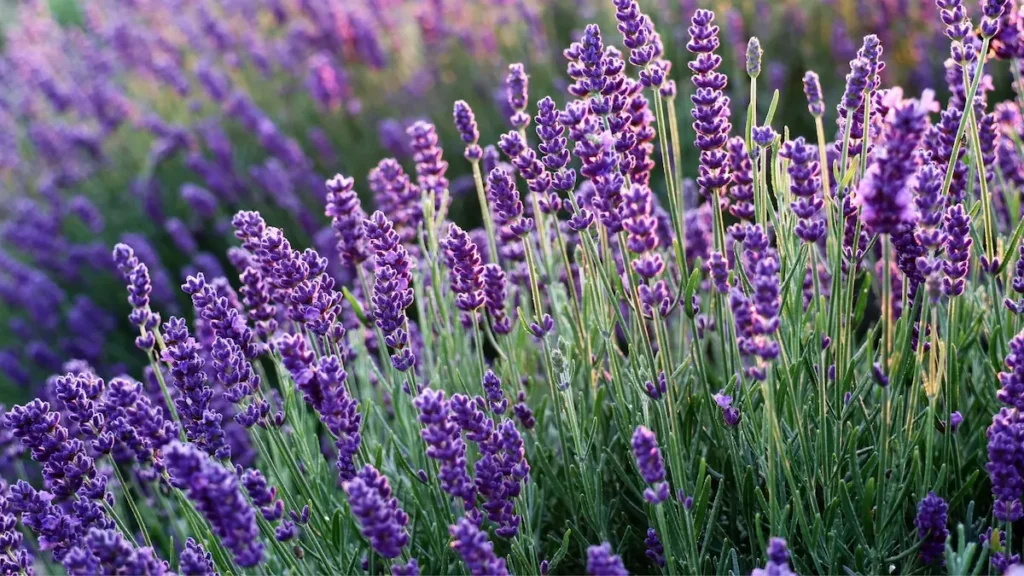 Cuidados de la lavanda