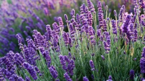 Cuidados de la lavanda