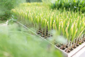 Comprar plantas hortícolas