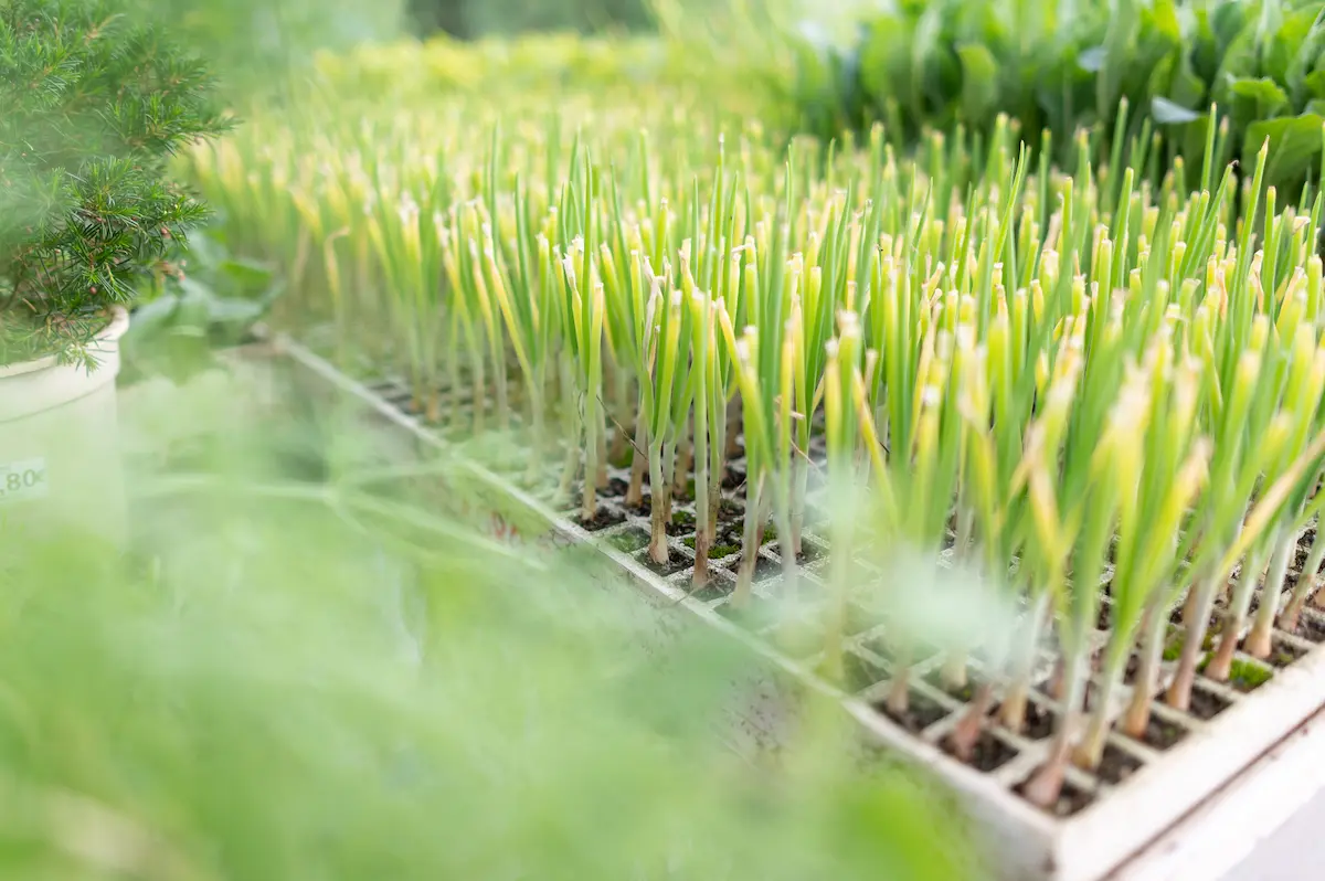 Comprar plantas hortícolas
