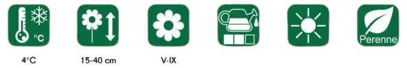 cuidados-clavel