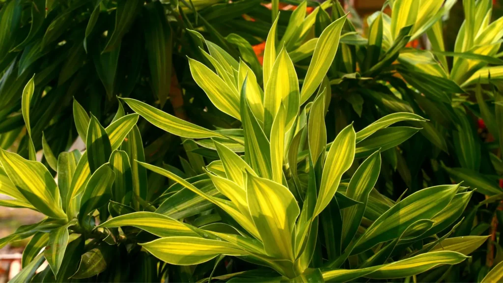 dracaena