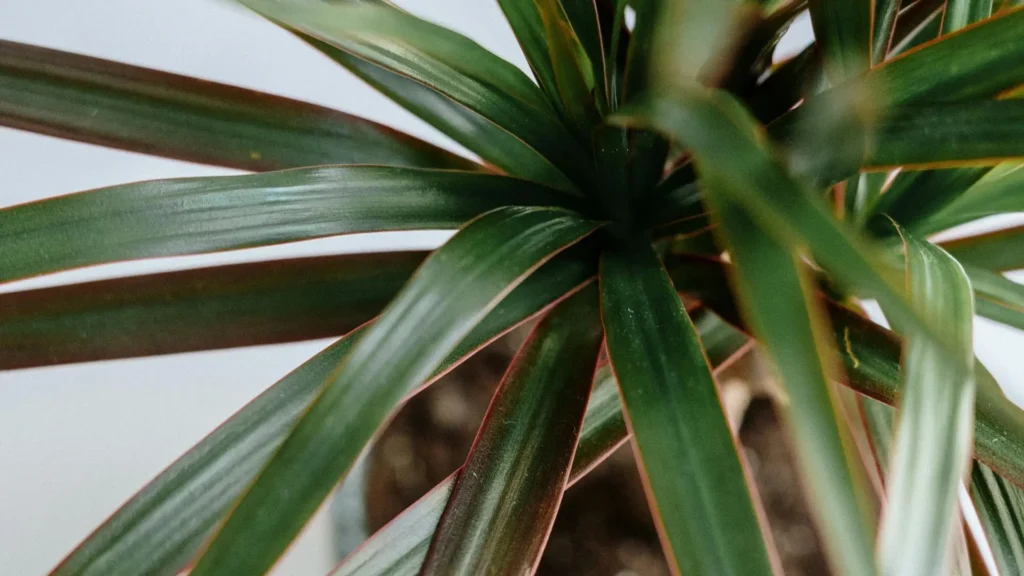 dracena