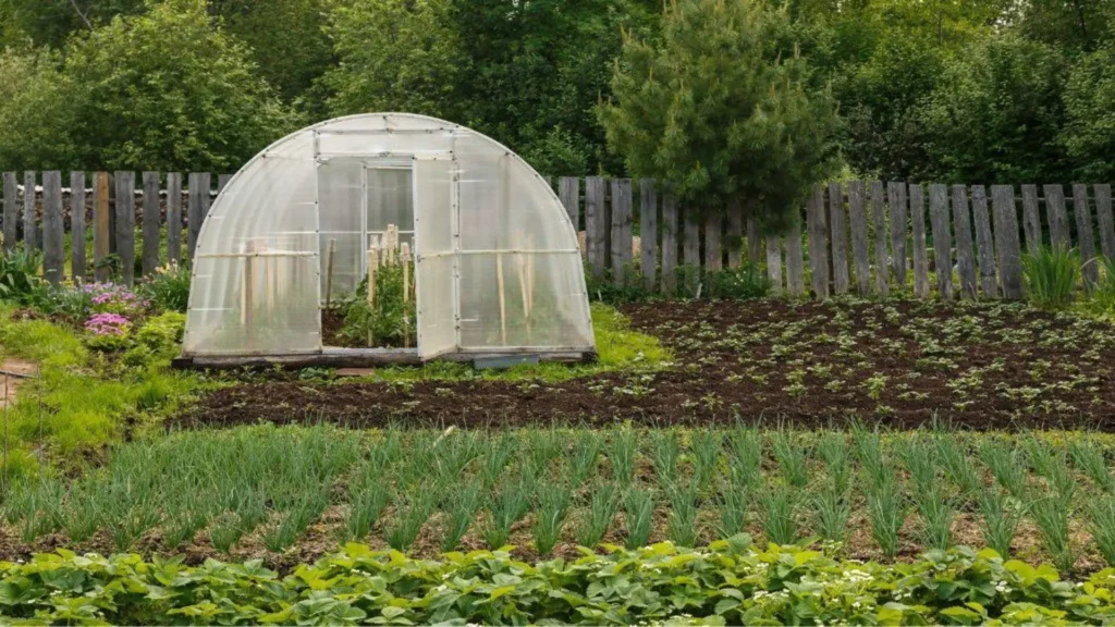 Cultivar propia huerta en casa