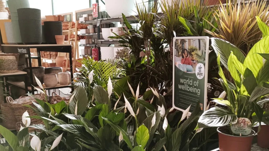 plantas-de-interior-que-purifican-el-aire