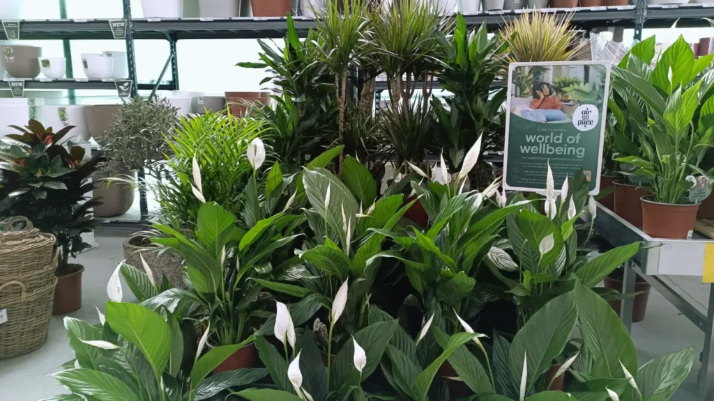 Comprar Plantas purificadoras de aire