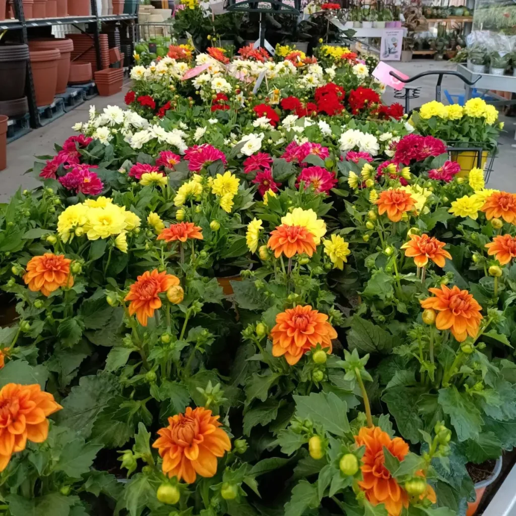dalias-a-casa-das-plantas