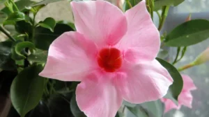 Flor dipladenia