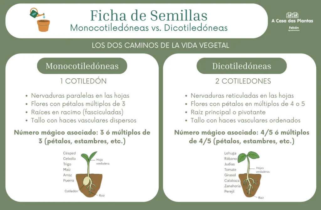 ficha-semillas