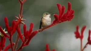 ficha planta pata de canguro