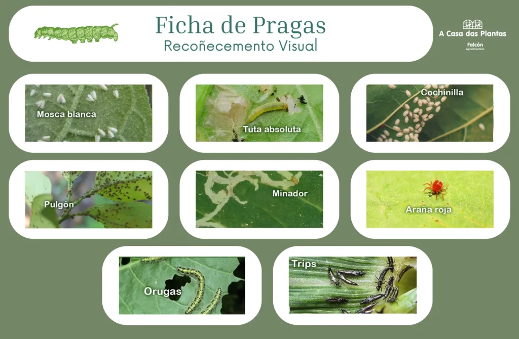 Guía de plagas en la huerta