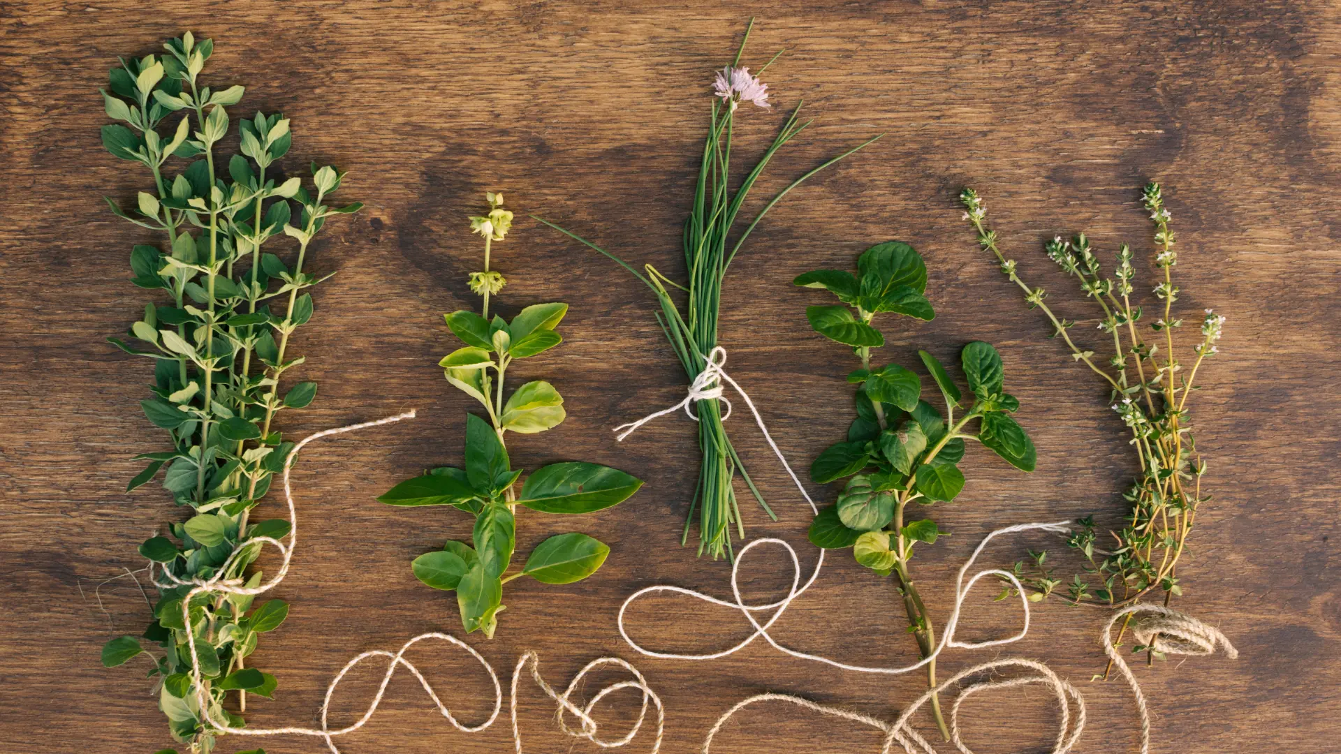 comprar plantas medicinales