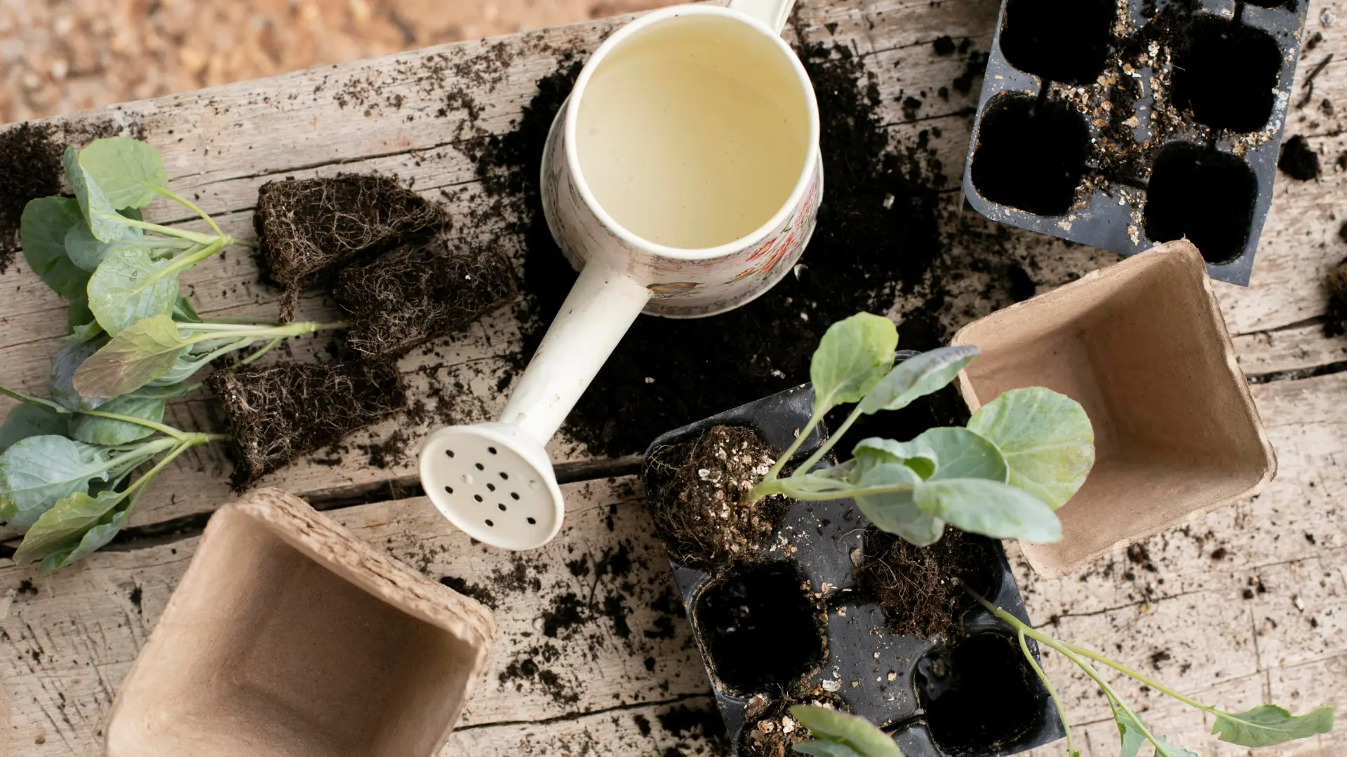 aprender a plantar semillas