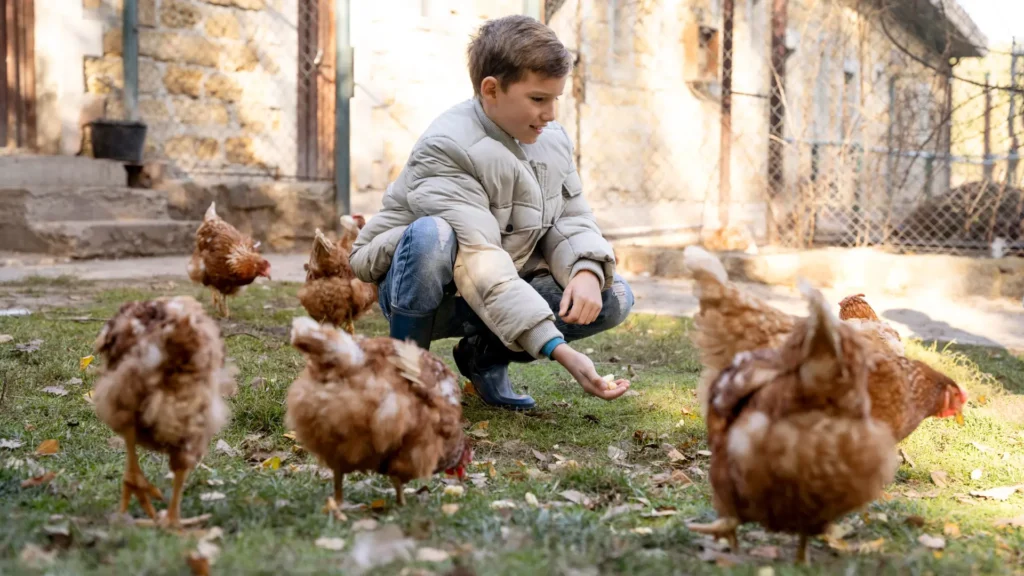 qué comen las gallinas