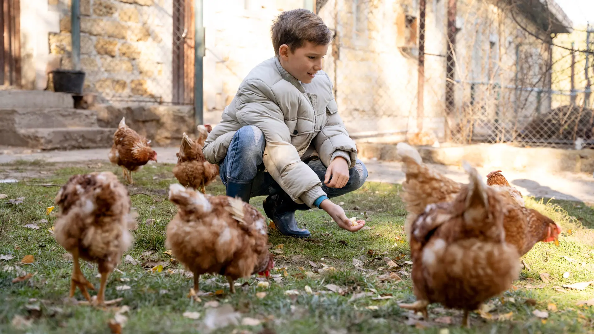 qué comen las gallinas