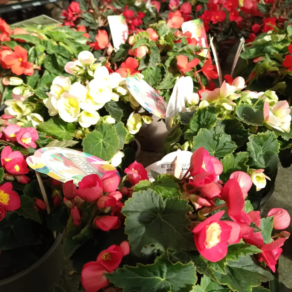 begonias