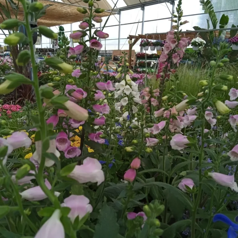 comprar plantas lugo