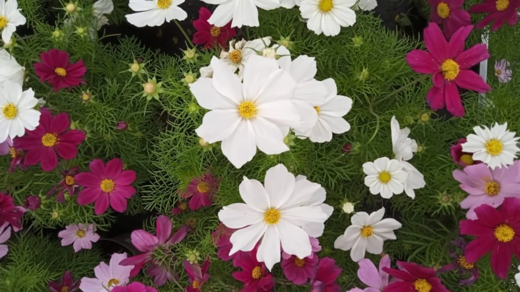 comprar cosmos