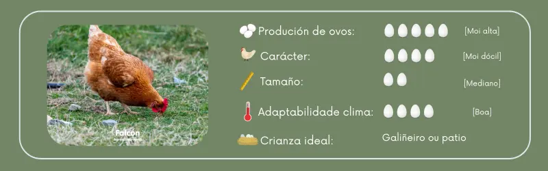galiña-poñedora-rubia