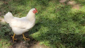 comprar gallina Leghorn