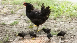 comprar gallinas ponedoras